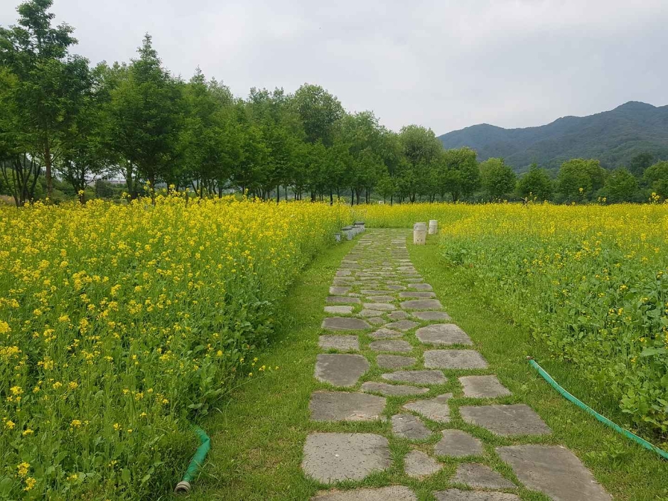 파로호꽃섬 여행 추천 - 메고지고 파로호꽃섬 여행 추천 - 메고지고