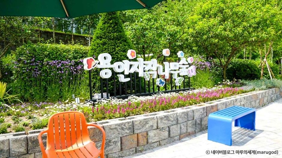 용인자작나무숲 여행 추천 - 메고지고 용인자작나무숲 여행 추천 - 메고지고