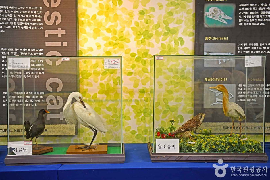 은암자연과학박물관 여행 추천 - 메고지고 은암자연과학박물관 여행 추천 - 메고지고