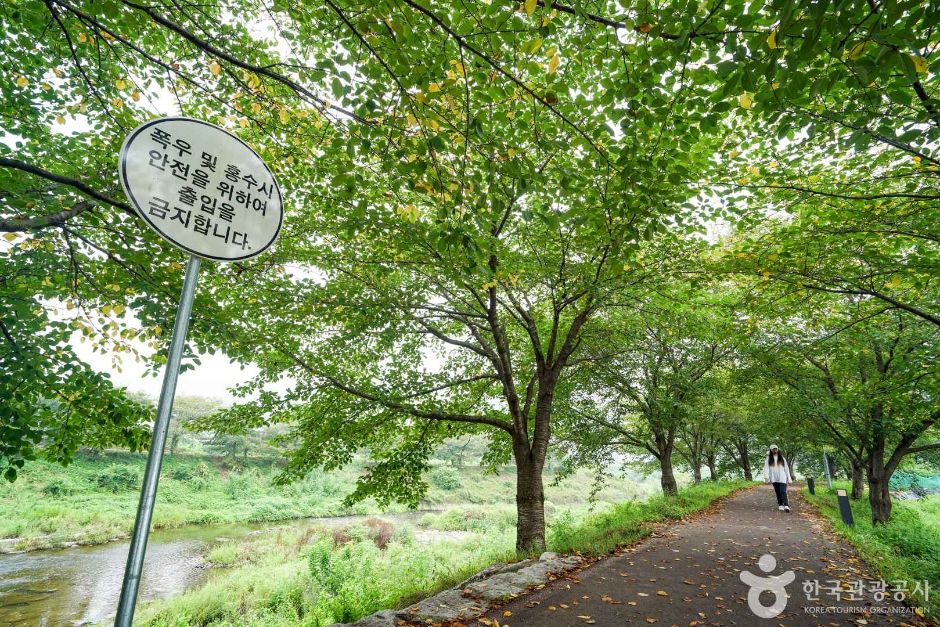 칠원천 벚꽃길 여행 추천 - 메고지고 칠원천 벚꽃길 여행 추천 - 메고지고