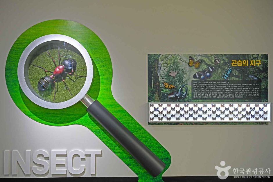 인제곤충바이오센터 여행 추천 - 메고지고 인제곤충바이오센터 여행 추천 - 메고지고