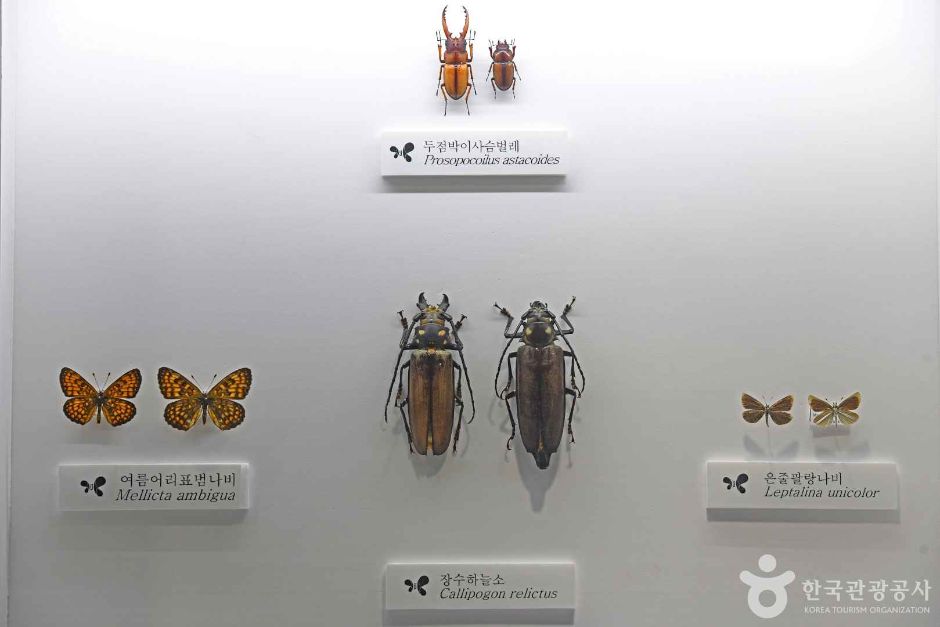 인제곤충바이오센터 여행 추천 - 메고지고 인제곤충바이오센터 여행 추천 - 메고지고