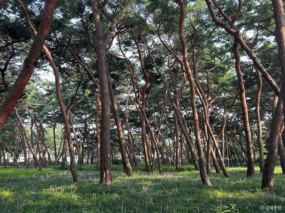솔밭근린공원 여행 추천 - 메고지고