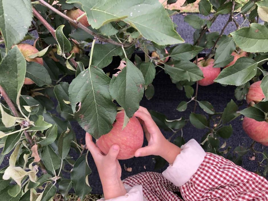 사과숲애 여행 추천 - 메고지고 사과숲애 여행 추천 - 메고지고