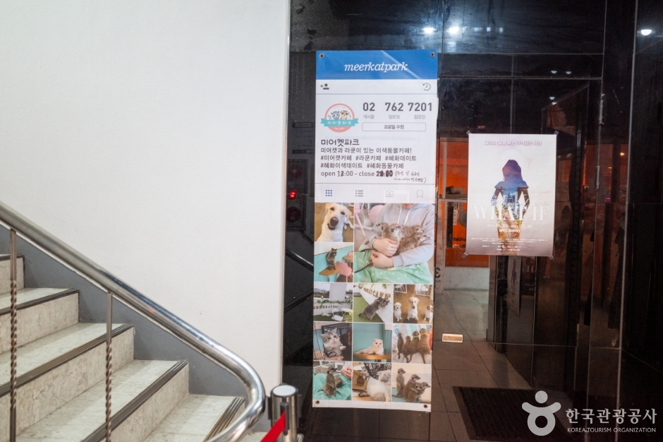 미어캣파크 여행 추천 - 메고지고 미어캣파크 여행 추천 - 메고지고