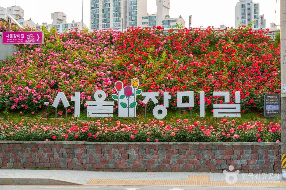 중랑장미공원 여행 추천 - 메고지고 중랑장미공원 여행 추천 - 메고지고