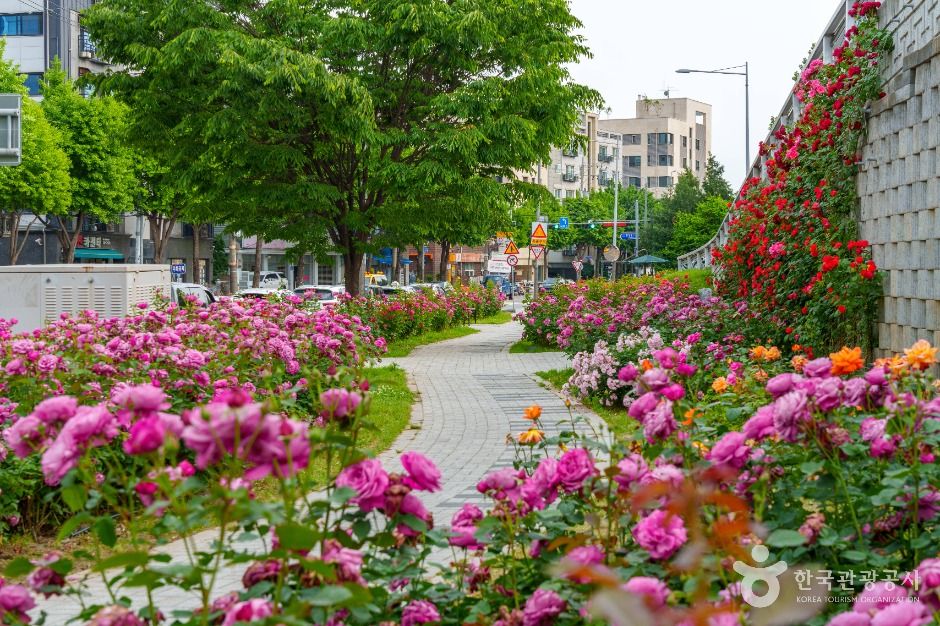 중랑장미공원 여행 추천 - 메고지고 중랑장미공원 여행 추천 - 메고지고