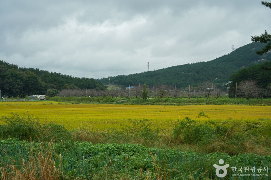 [솔향기길] 4코스 여행 추천 - 메고지고
