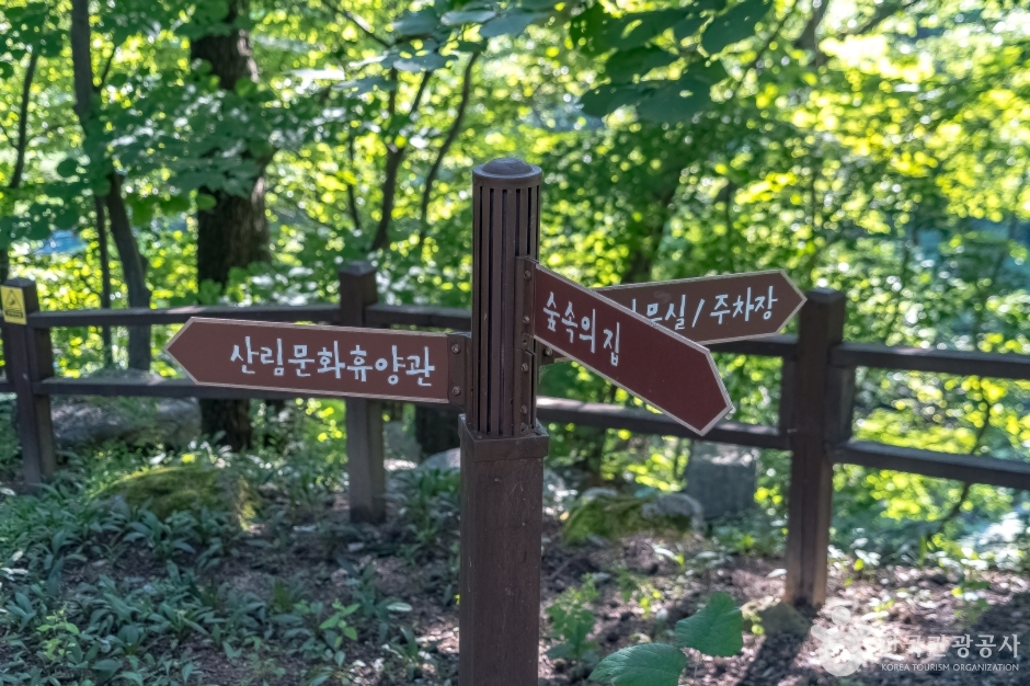 국립대관령자연휴양림 여행 추천 - 메고지고 국립대관령자연휴양림 여행 추천 - 메고지고