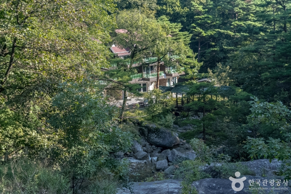 국립대관령자연휴양림 여행 추천 - 메고지고 국립대관령자연휴양림 여행 추천 - 메고지고