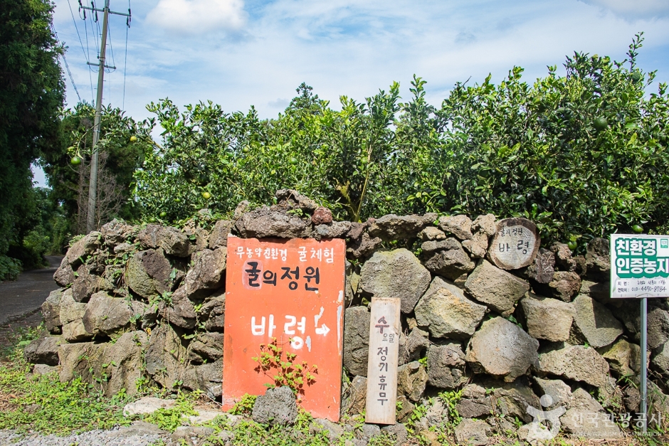 귤의정원 바령 여행 추천 - 메고지고 귤의정원 바령 여행 추천 - 메고지고