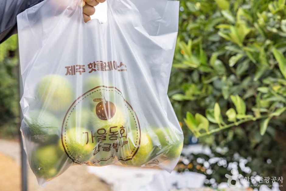 가을동화 감귤밭 여행 추천 - 메고지고 가을동화 감귤밭 여행 추천 - 메고지고