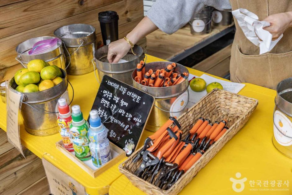 가을동화 감귤밭 여행 추천 - 메고지고 가을동화 감귤밭 여행 추천 - 메고지고