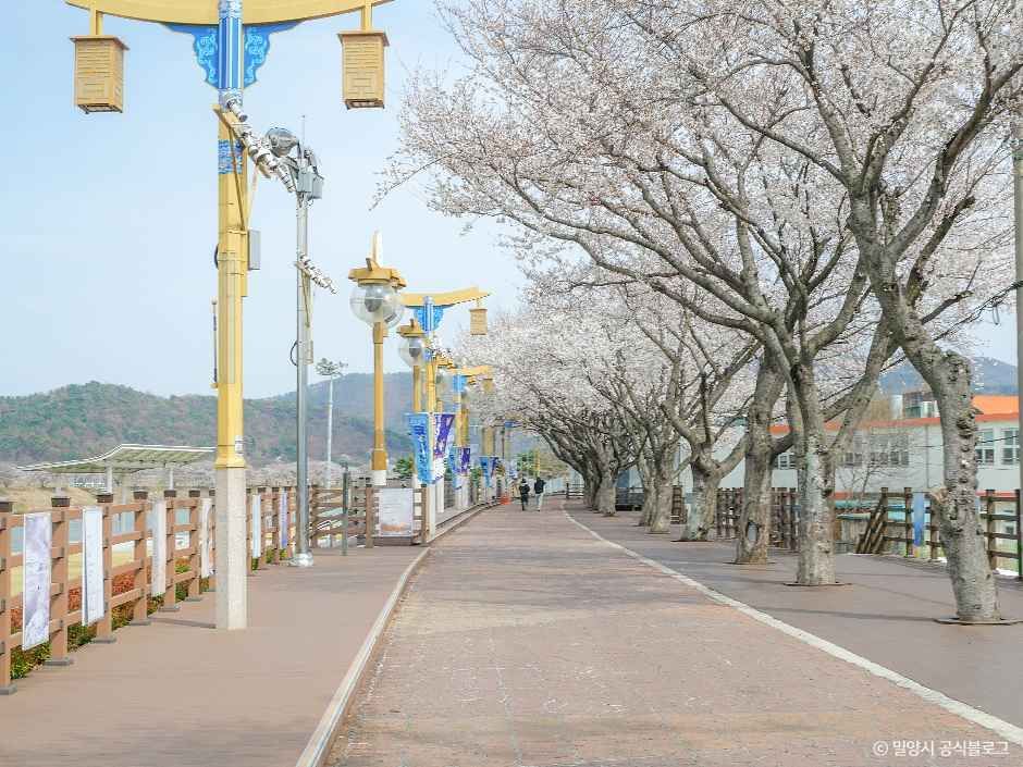밀양강둔치 여행 추천 - 메고지고 밀양강둔치 여행 추천 - 메고지고