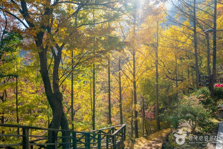 금오산도립공원 여행 추천 - 메고지고 금오산도립공원 여행 추천 - 메고지고