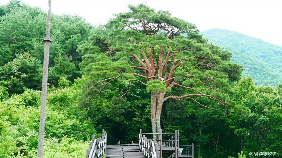 지리산 천년송 여행 추천 - 메고지고 지리산 천년송 여행 추천 - 메고지고