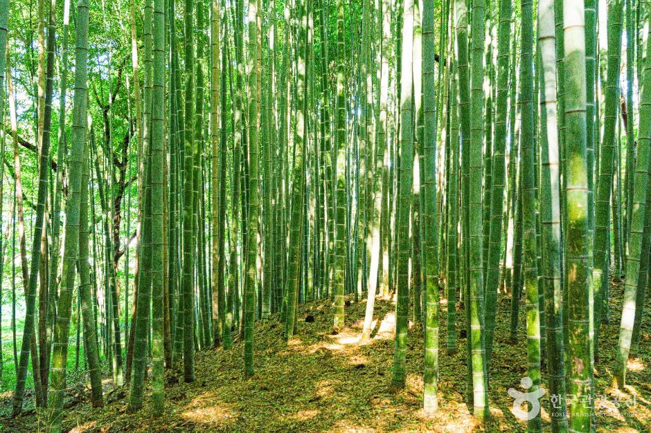 고창읍성 맹종죽림 여행 추천 - 메고지고