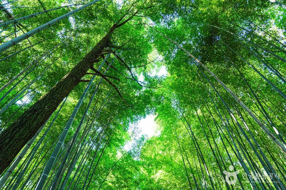 고창읍성 맹종죽림 여행 추천 - 메고지고