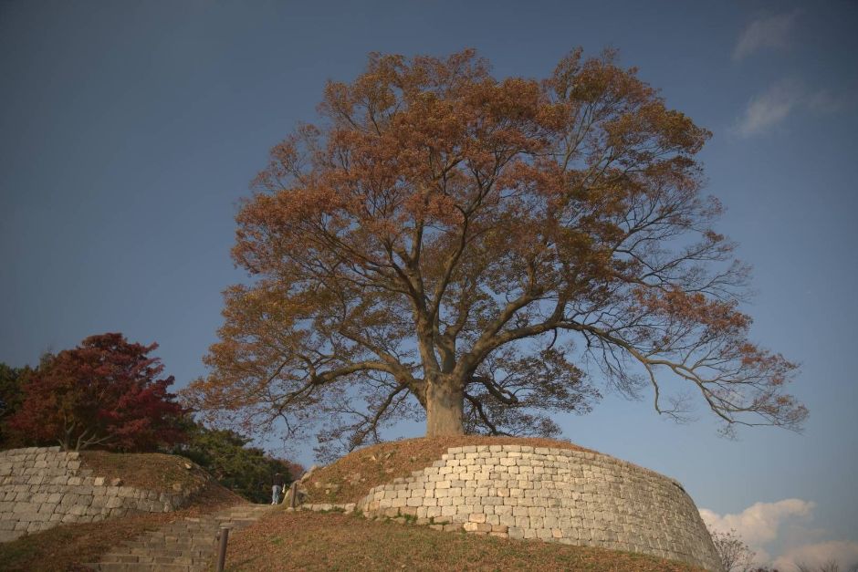 성흥산 사랑나무 여행 추천 - 메고지고 성흥산 사랑나무 여행 추천 - 메고지고