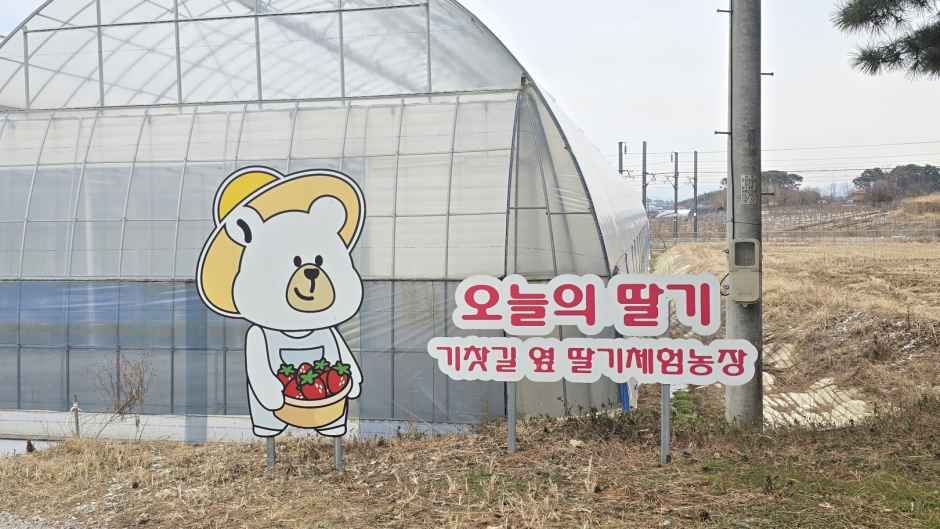 오늘의 딸기 여행 추천 - 메고지고 오늘의 딸기 여행 추천 - 메고지고