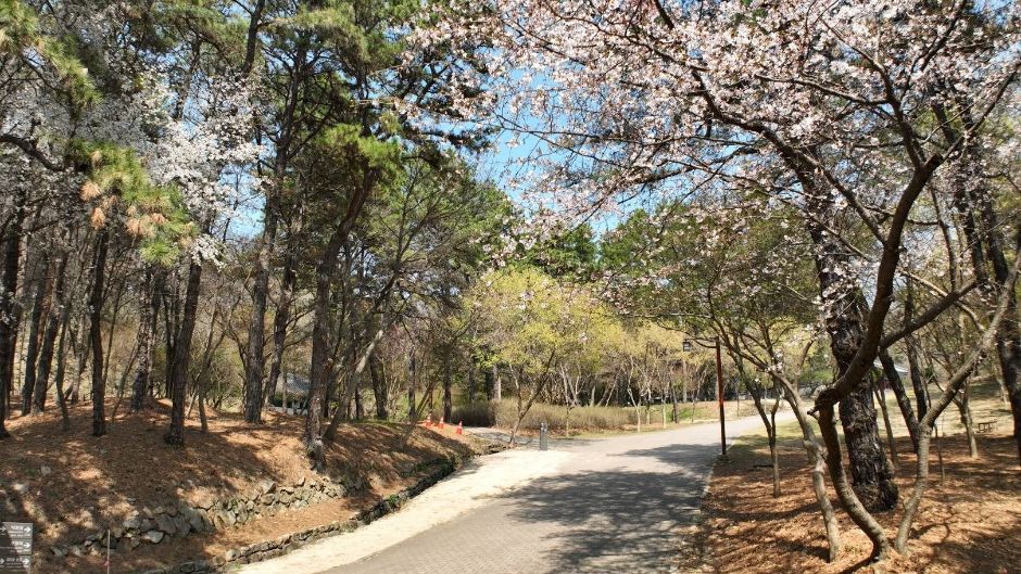 부소산 여행 추천 - 메고지고 부소산 여행 추천 - 메고지고