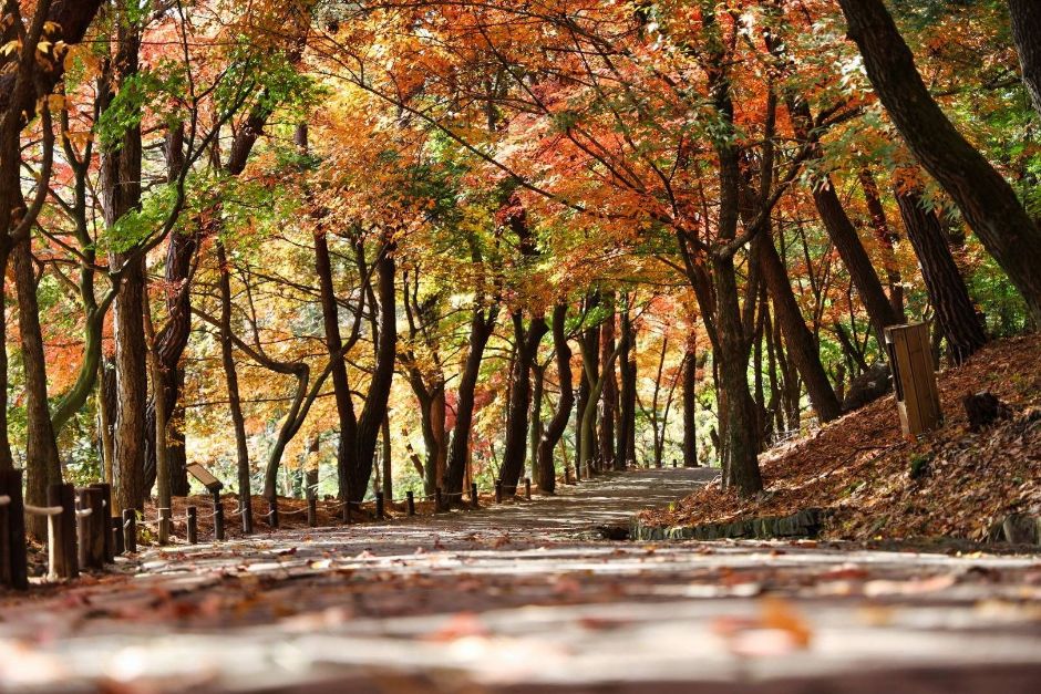 부소산 여행 추천 - 메고지고 부소산 여행 추천 - 메고지고