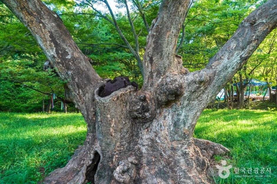 포항 마북리 느티나무 여행 추천 - 메고지고
