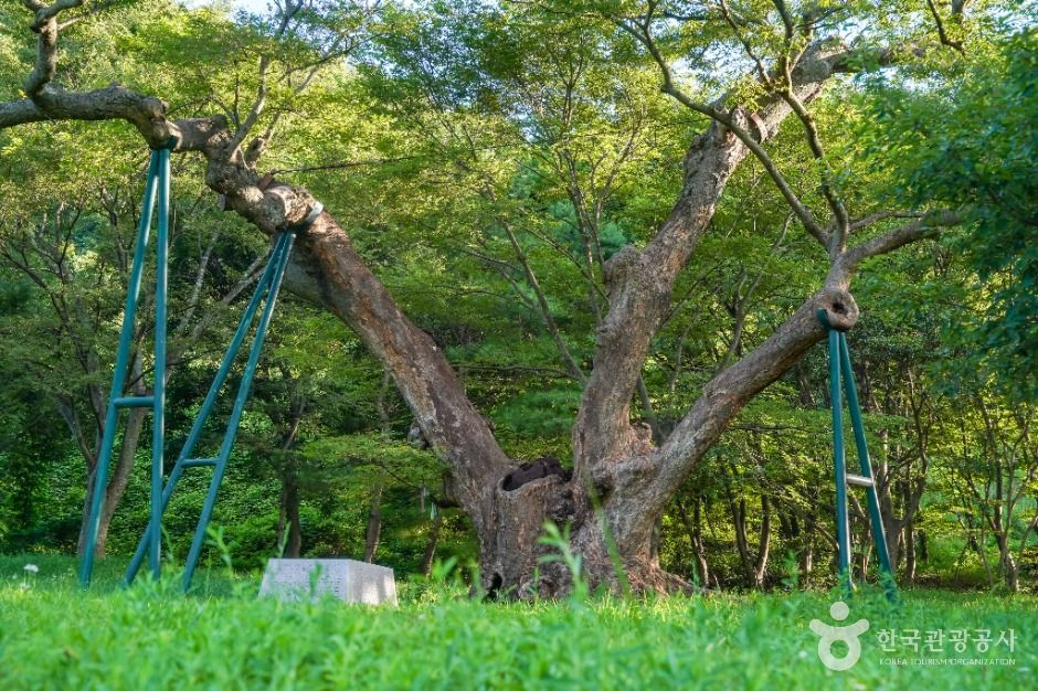 포항 마북리 느티나무 여행 추천 - 메고지고