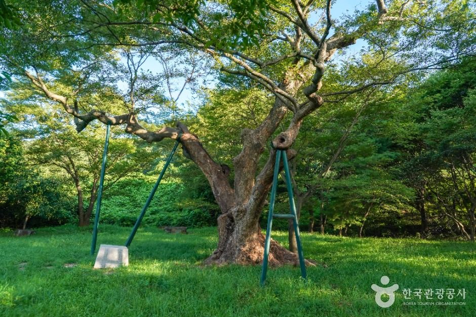 포항 마북리 느티나무 여행 추천 - 메고지고