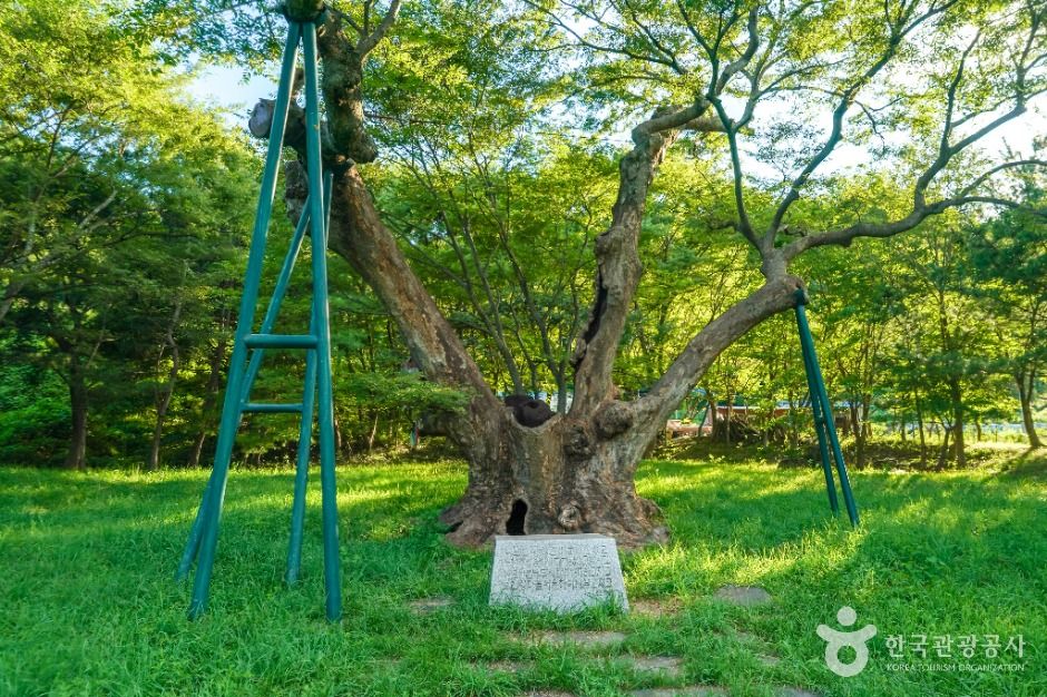 포항 마북리 느티나무 여행 추천 - 메고지고