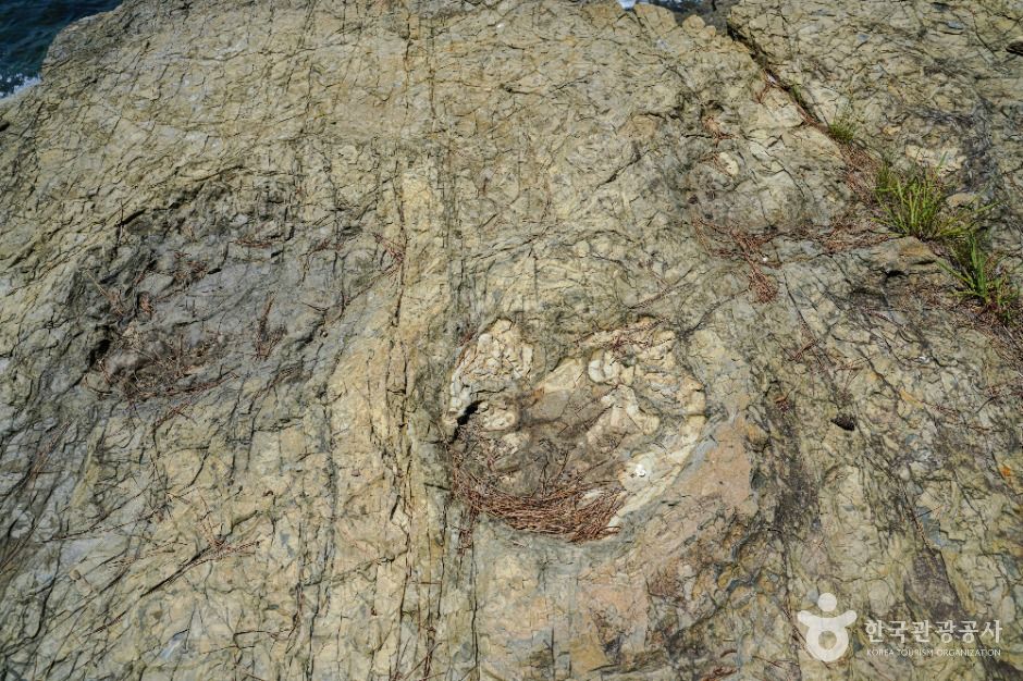 동해면 작은 구학포 공룡 화석지 여행 추천 - 메고지고 동해면 작은 구학포 공룡 화석지 여행 추천 - 메고지고