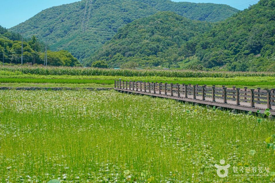 상리연꽃공원 여행 추천 - 메고지고
