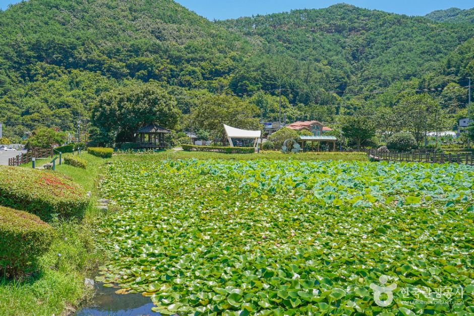 상리연꽃공원 여행 추천 - 메고지고