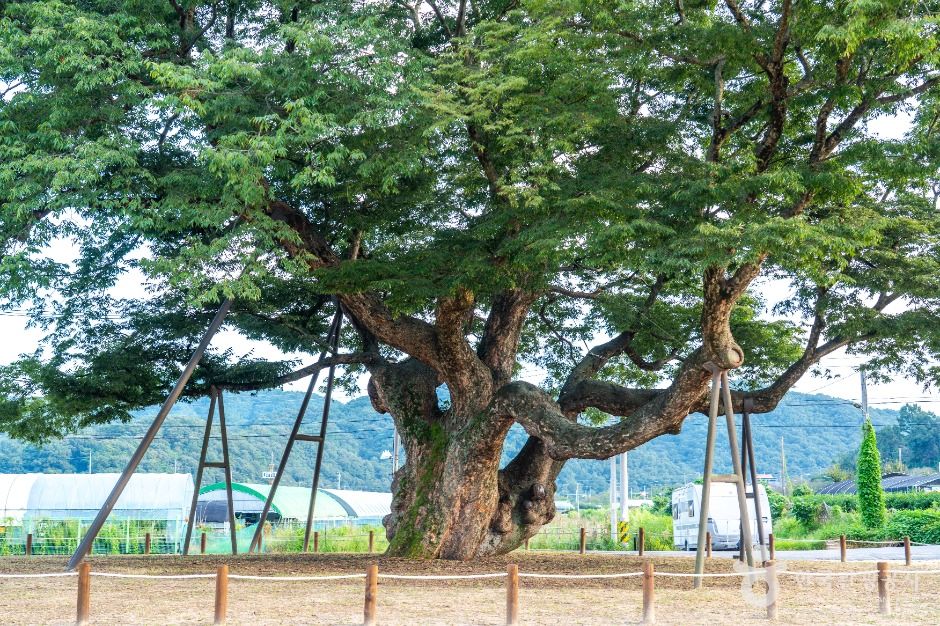 대전 괴곡동 느티나무 여행 추천 - 메고지고 대전 괴곡동 느티나무 여행 추천 - 메고지고