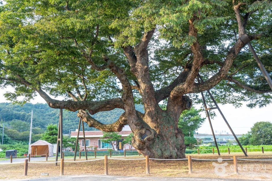 대전 괴곡동 느티나무 여행 추천 - 메고지고 대전 괴곡동 느티나무 여행 추천 - 메고지고