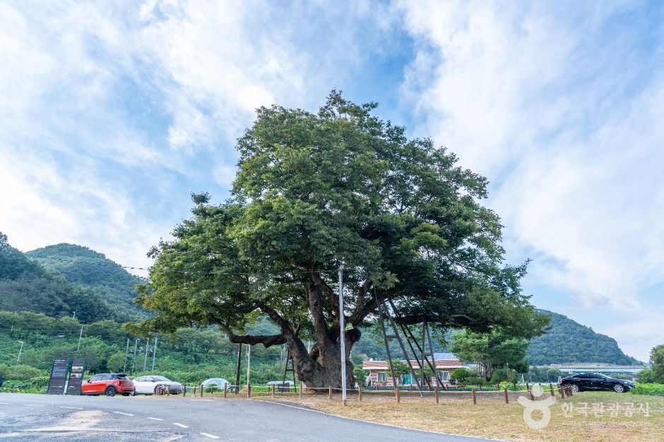 대전 괴곡동 느티나무 여행 추천 - 메고지고 대전 괴곡동 느티나무 여행 추천 - 메고지고