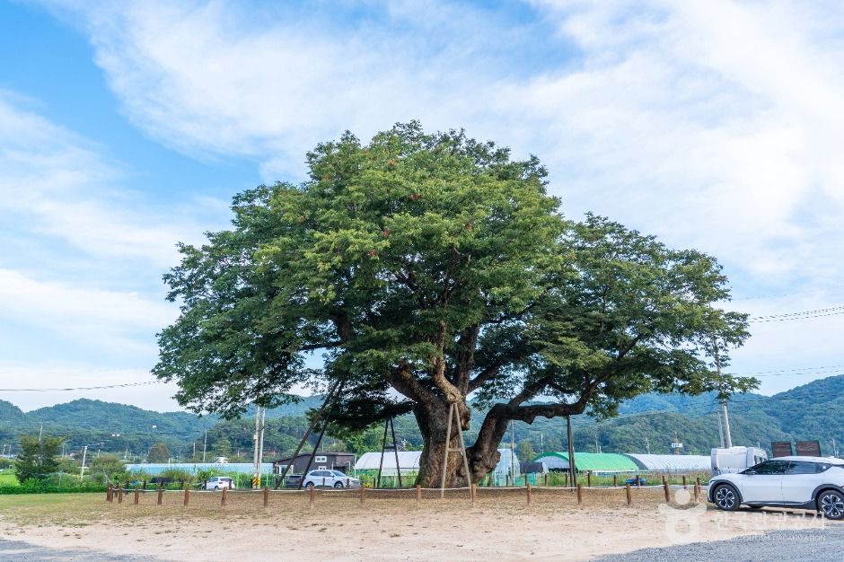 대전 괴곡동 느티나무 여행 추천 - 메고지고 대전 괴곡동 느티나무 여행 추천 - 메고지고