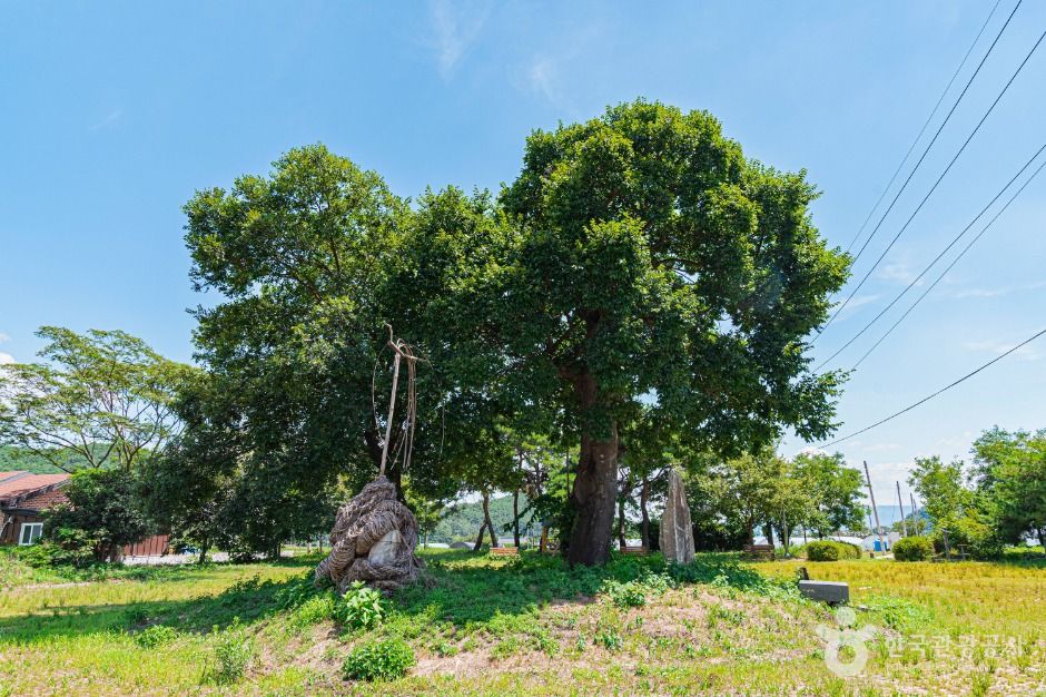 우동리당산 여행 추천 - 메고지고 우동리당산 여행 추천 - 메고지고