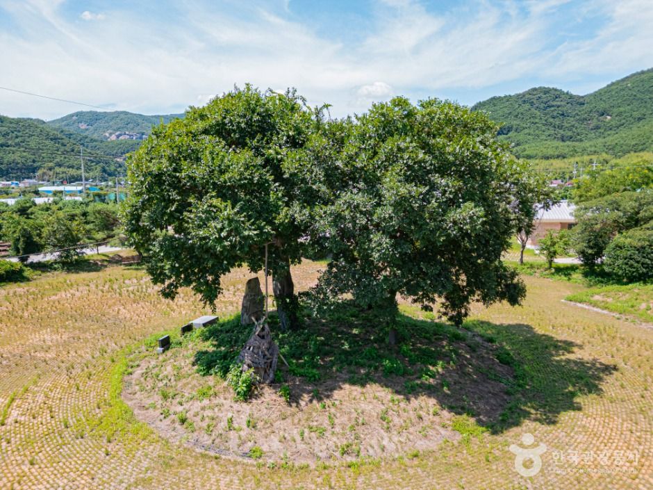 우동리당산 여행 추천 - 메고지고 우동리당산 여행 추천 - 메고지고