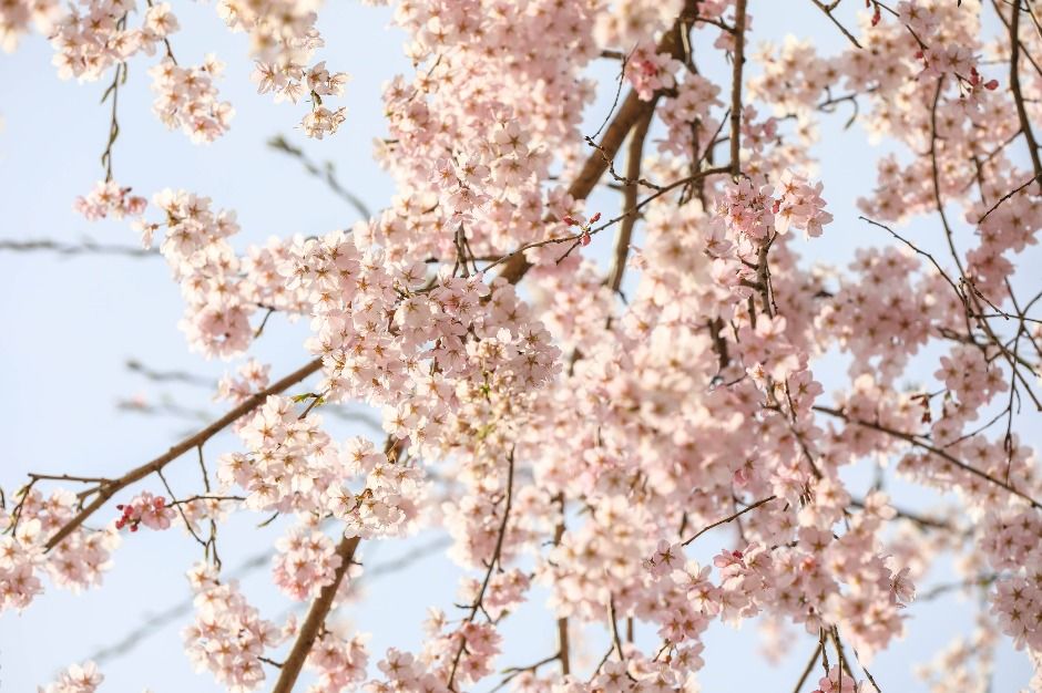 북한강로 벚꽃길 여행 추천 - 메고지고 북한강로 벚꽃길 여행 추천 - 메고지고