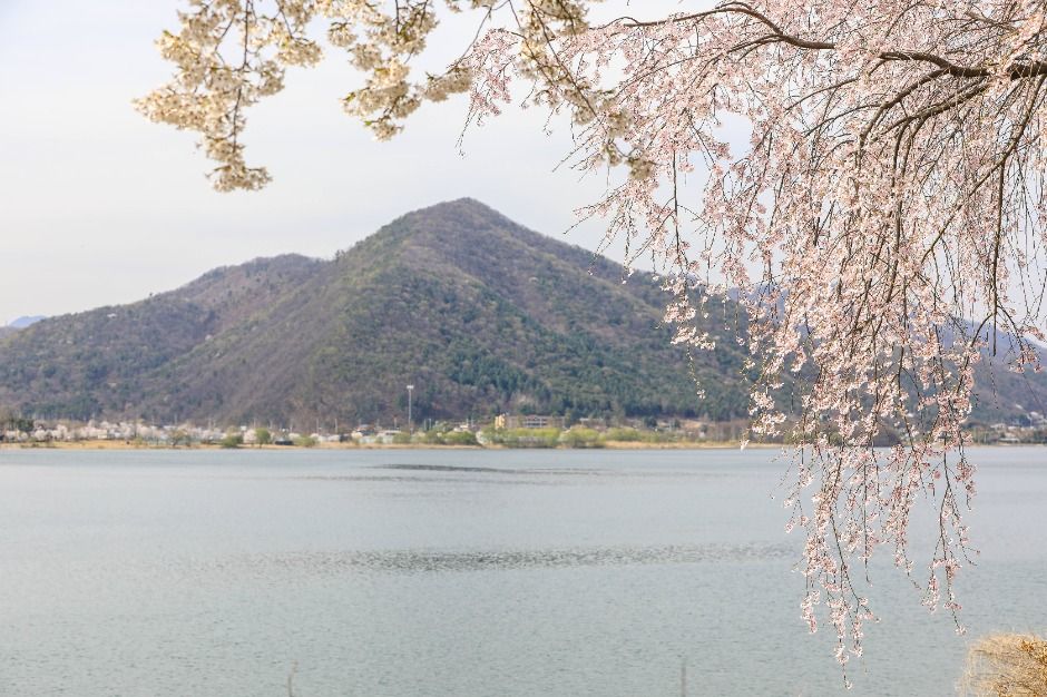 북한강로 벚꽃길 여행 추천 - 메고지고 북한강로 벚꽃길 여행 추천 - 메고지고