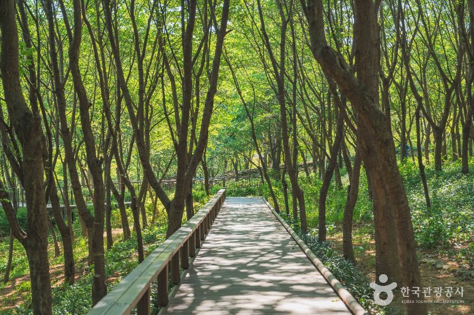 대모산숲속야생화원 여행 추천 - 메고지고 대모산숲속야생화원 여행 추천 - 메고지고