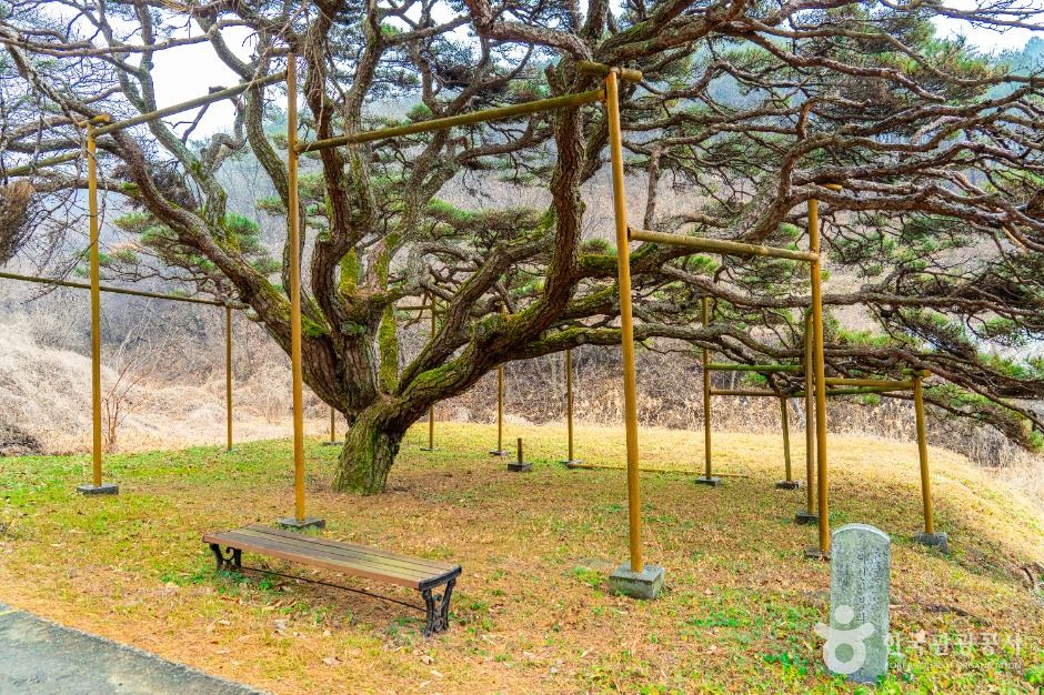 예천 사부리 소나무 여행 추천 - 메고지고 예천 사부리 소나무 여행 추천 - 메고지고