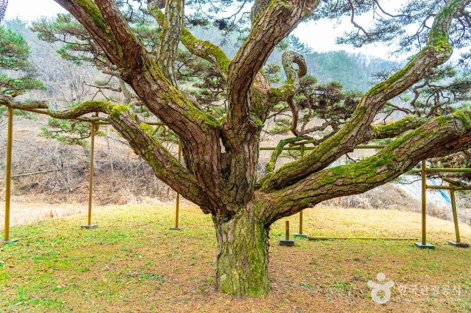 예천 사부리 소나무 여행 추천 - 메고지고 예천 사부리 소나무 여행 추천 - 메고지고