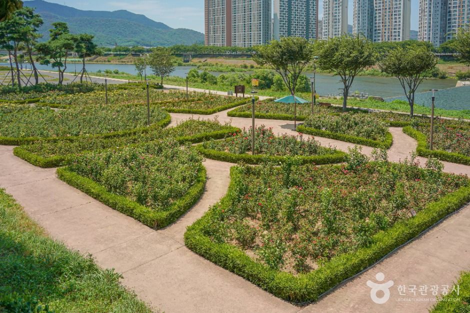 장미공원(밀양) 여행 추천 - 메고지고