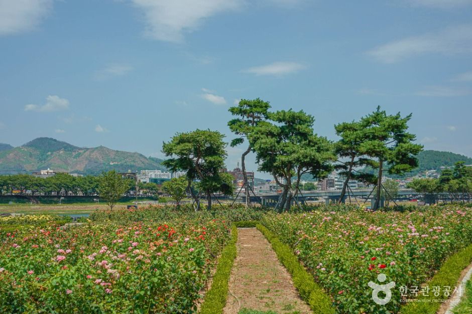 장미공원(밀양) 여행 추천 - 메고지고