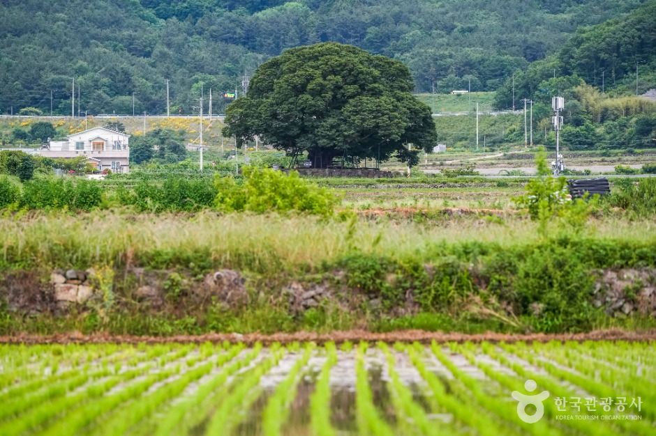 거제 명진리 느티나무 여행 추천 - 메고지고 거제 명진리 느티나무 여행 추천 - 메고지고