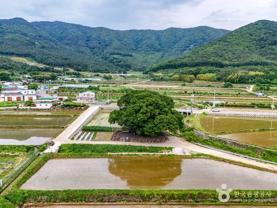 거제 명진리 느티나무 여행 추천 - 메고지고 거제 명진리 느티나무 여행 추천 - 메고지고