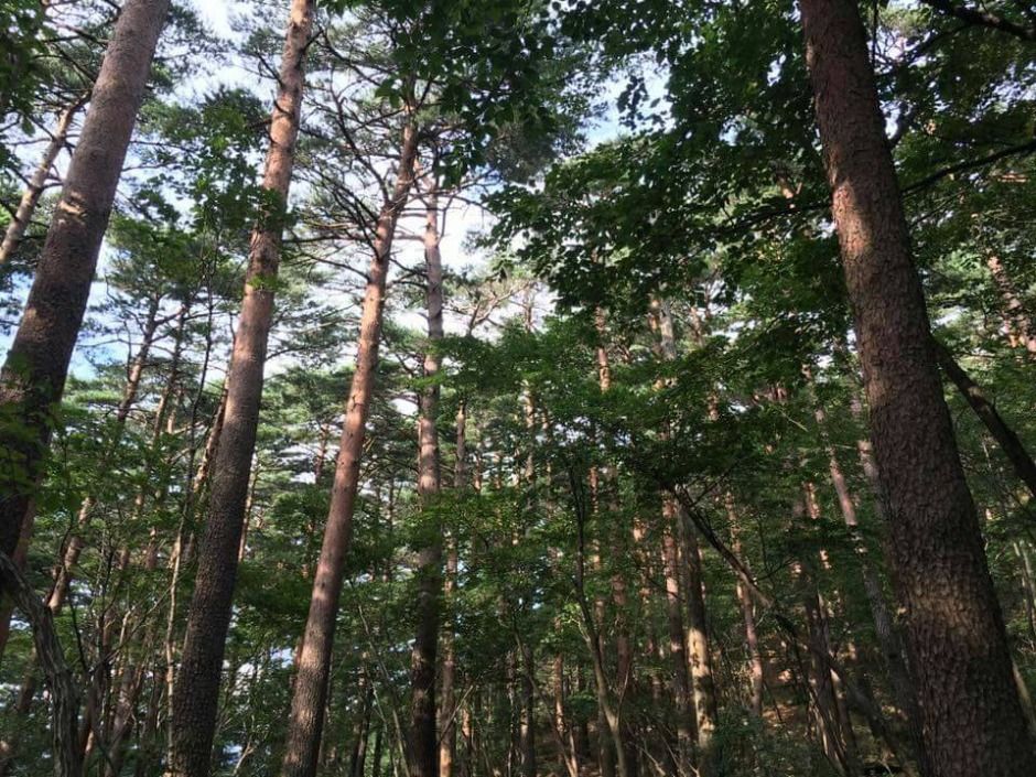 국립대관령치유의숲 여행 추천 - 메고지고