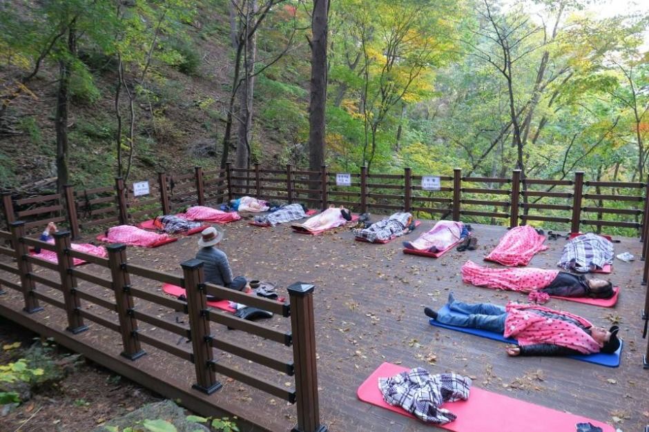 국립대관령치유의숲 여행 추천 - 메고지고
